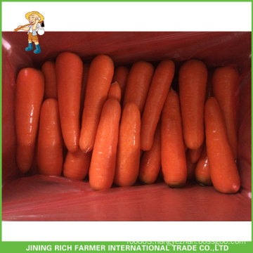 Health Food Fresh Carrot s m l For Sale